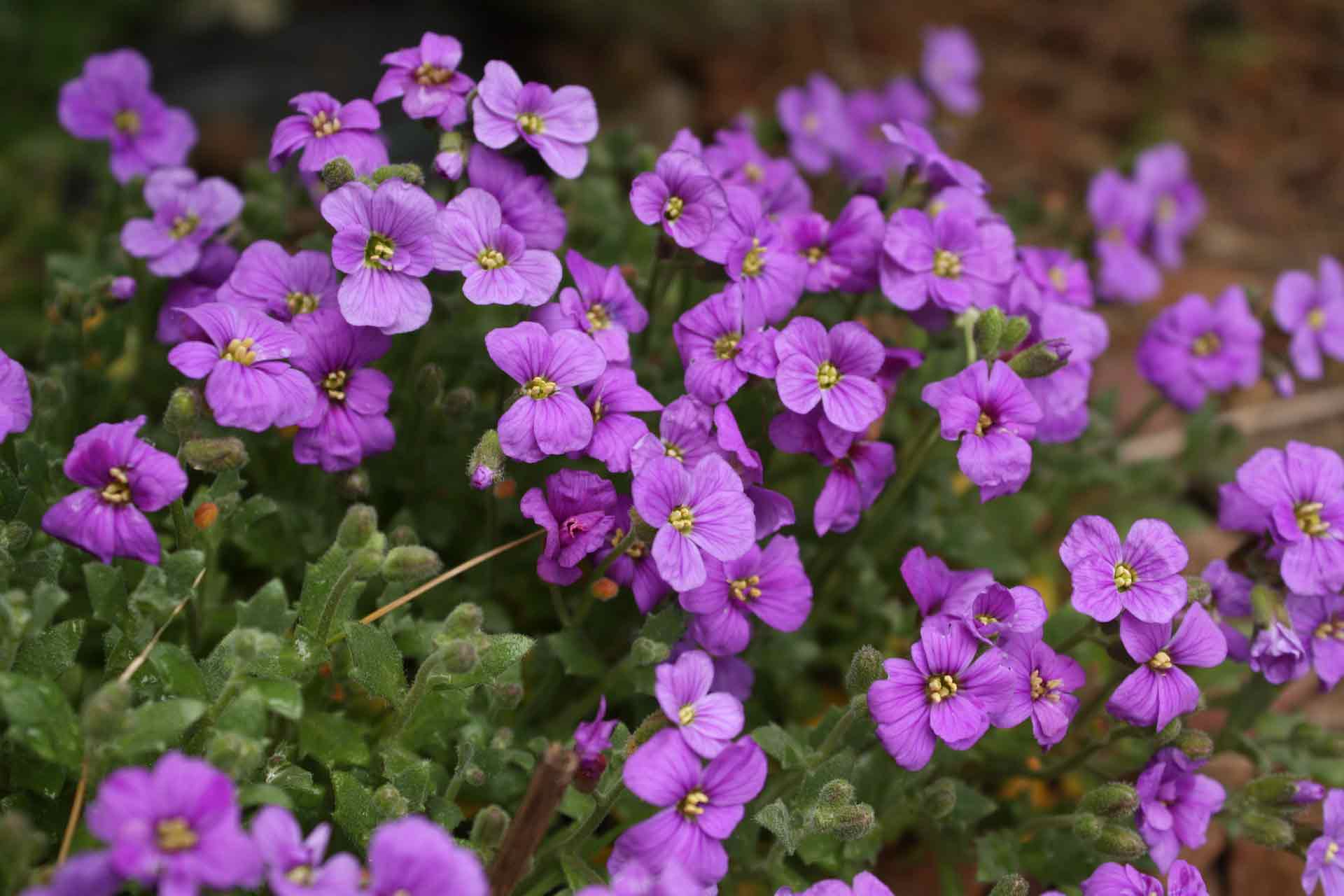 Blauwkussen (Aubrieta): zaaien, planten en telen