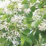 Chionanthus, sneeuwvlokjesboom: planten en telen