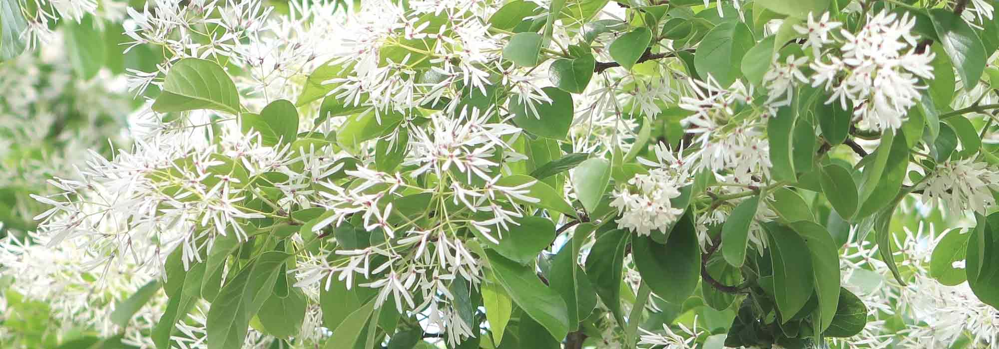 Chionanthus, sneeuwvlokjesboom: planten en telen