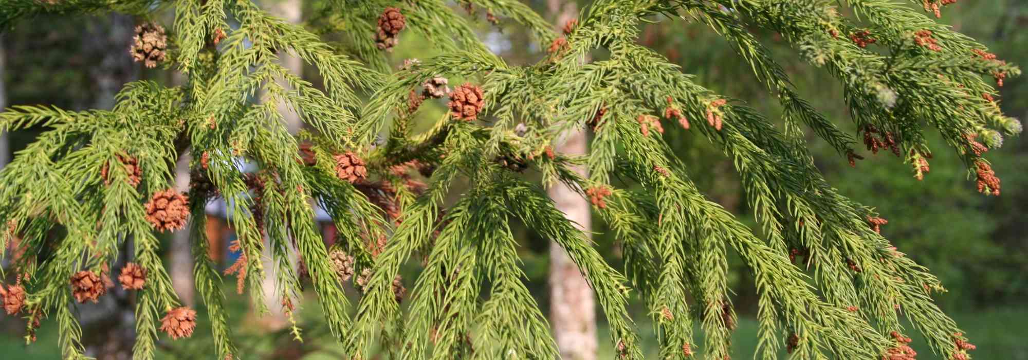 Cryptomeria, Japanse ceder: planten, snoeien en onderhouden