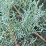 Cipres, Cupressus: planten, snoeien en onderhouden