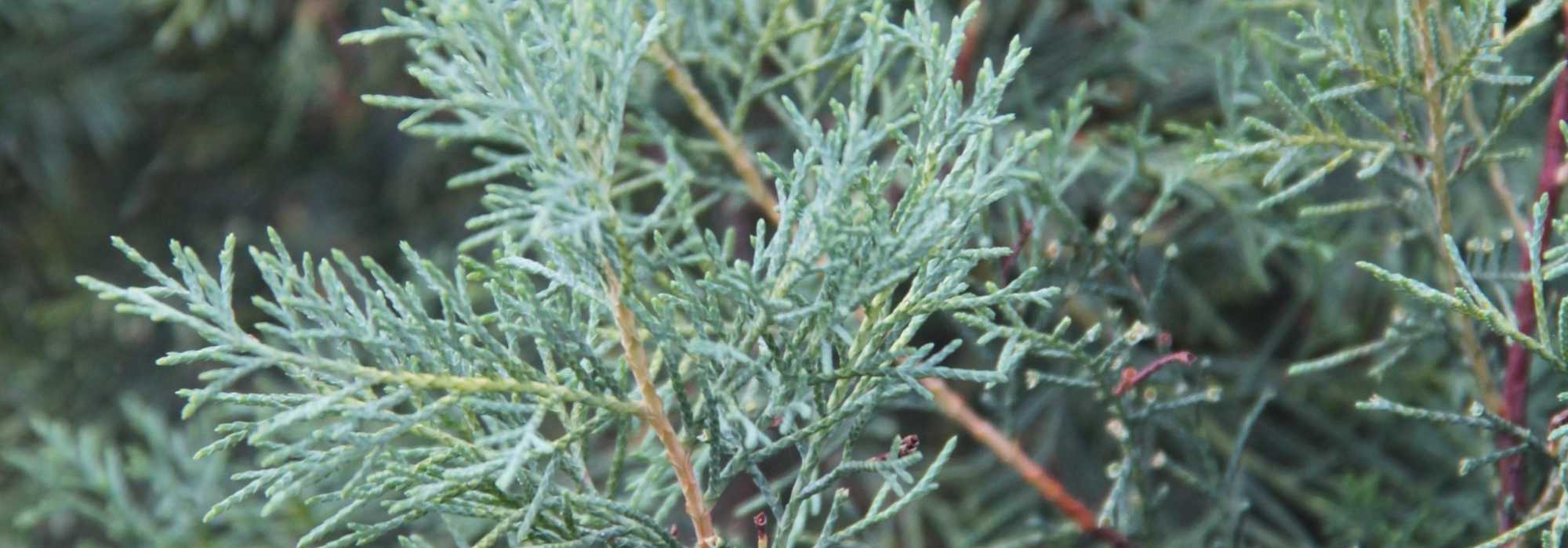 Cipres, Cupressus: planten, snoeien en onderhouden