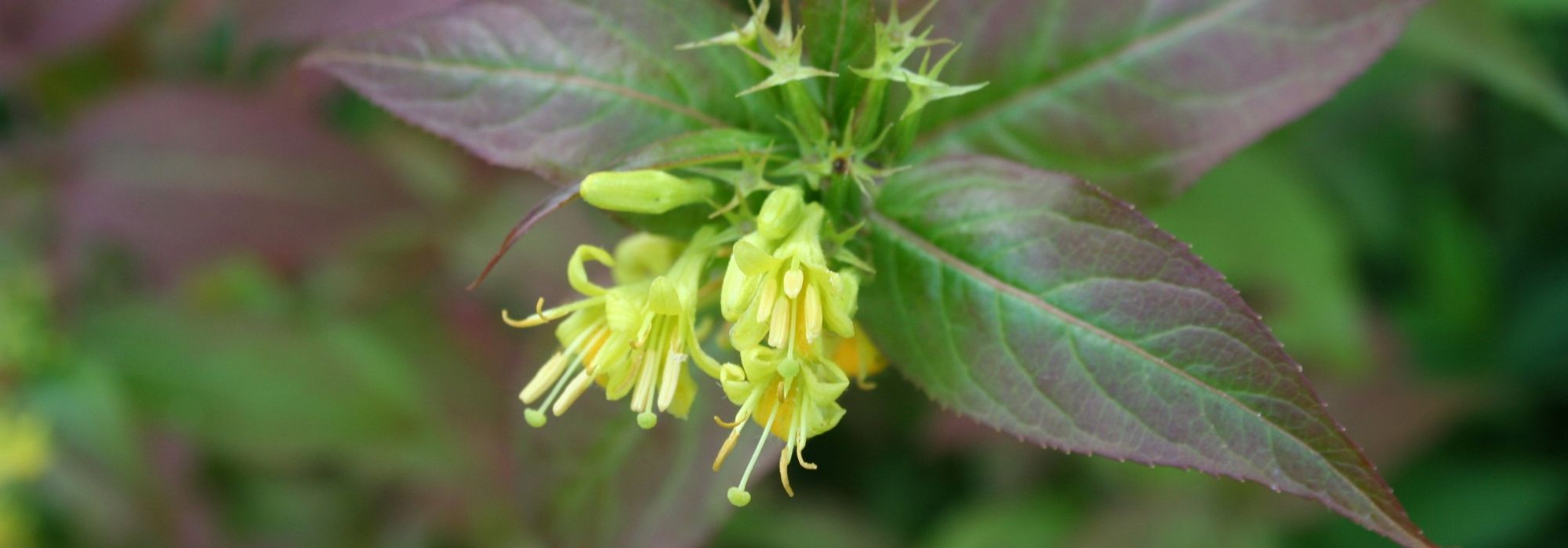Diervilla planten, snoeien en onderhouden