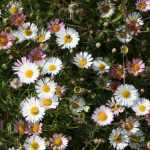 Erigeron, fijnstraal: planten en telen