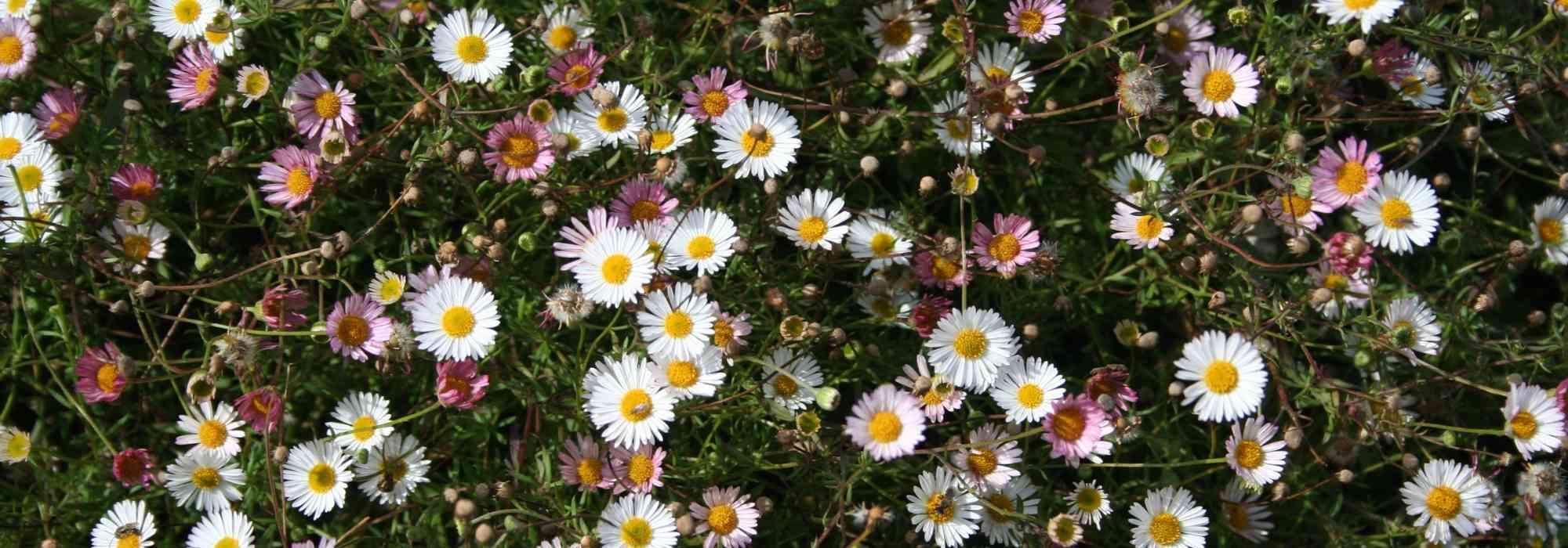 Erigeron, fijnstraal: planten en telen