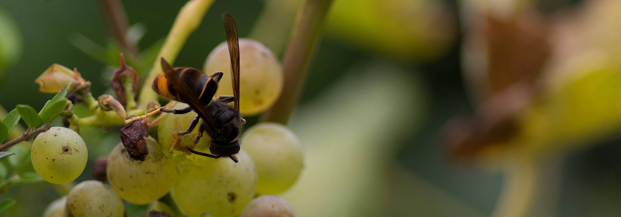 Aziatische hoornaar herkennen en bestrijden