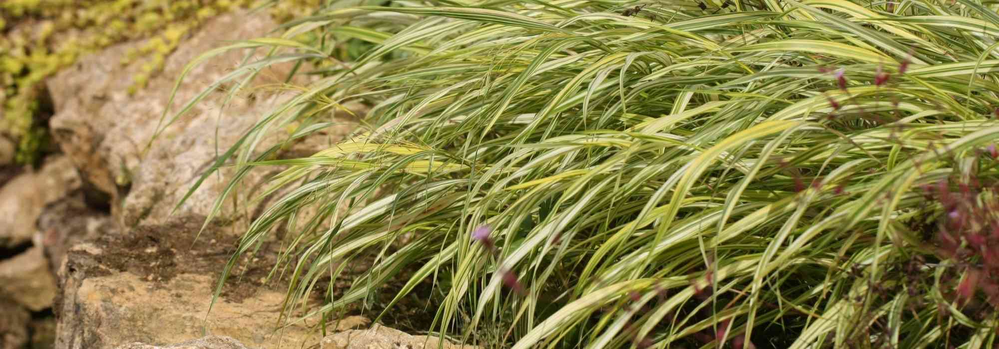 Hakonechloa, Japans berggras: planten, kweken en verzorgen