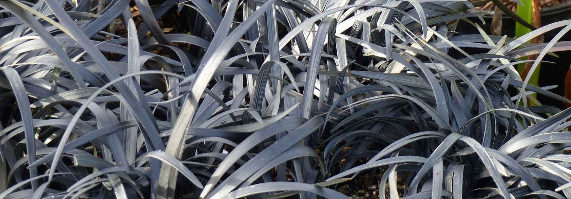 Ophiopogon, Japanse slangenbaard: planten en verzorgen