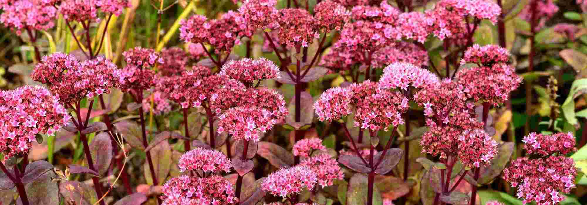 12 ultrasterke planten voor de tuin