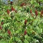 Sumak, fluweelboom: planten, kweken en onderhoud