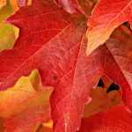 Wilde wingerd: planten, onderhoud en snoei