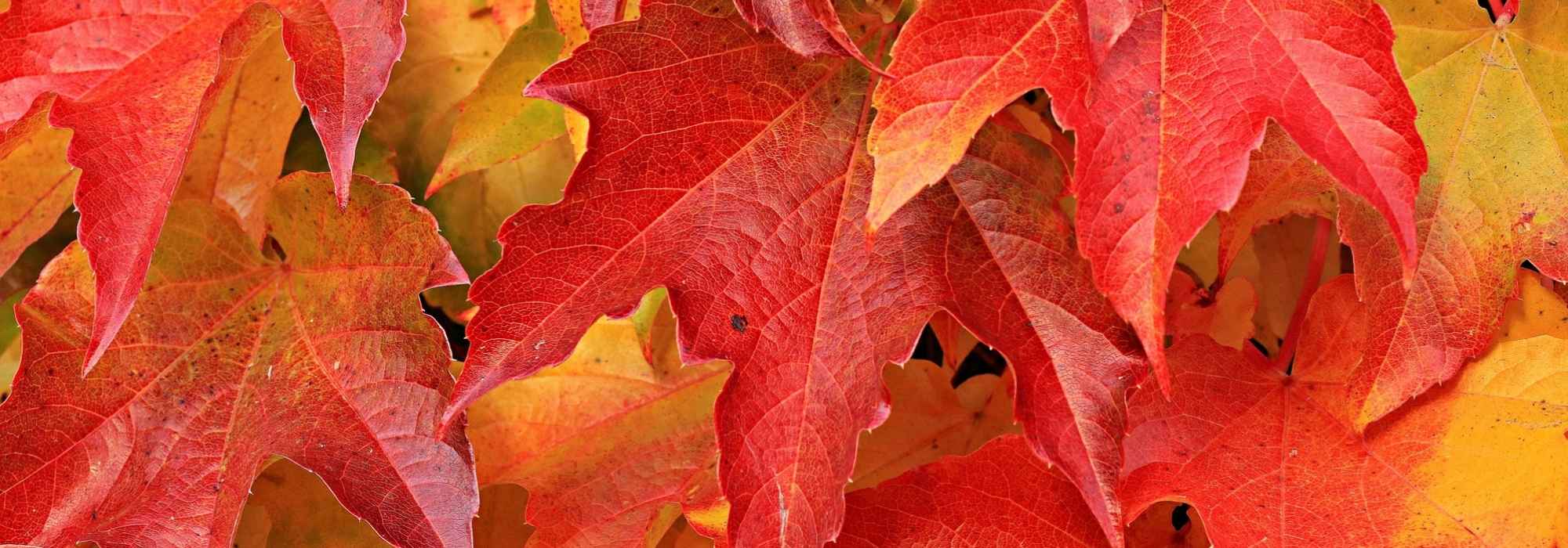 Wilde wingerd: planten, onderhoud en snoei
