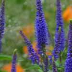 Vaste ereprijs: planten en onderhouden
