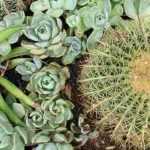 10 winterharde planten voor een exotische droge tuin