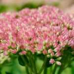 10 droogtebestendige vaste planten voor tuin zonder water