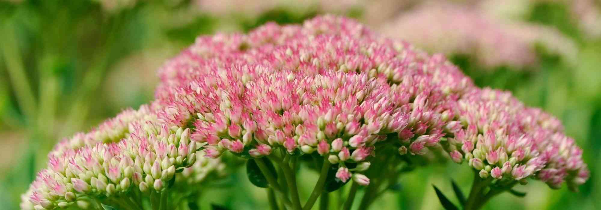 10 droogtebestendige vaste planten voor tuin zonder water