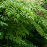 Aralia: planten, kweken en onderhoud