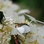 Gouden tor: alles over dit grote tuininsect