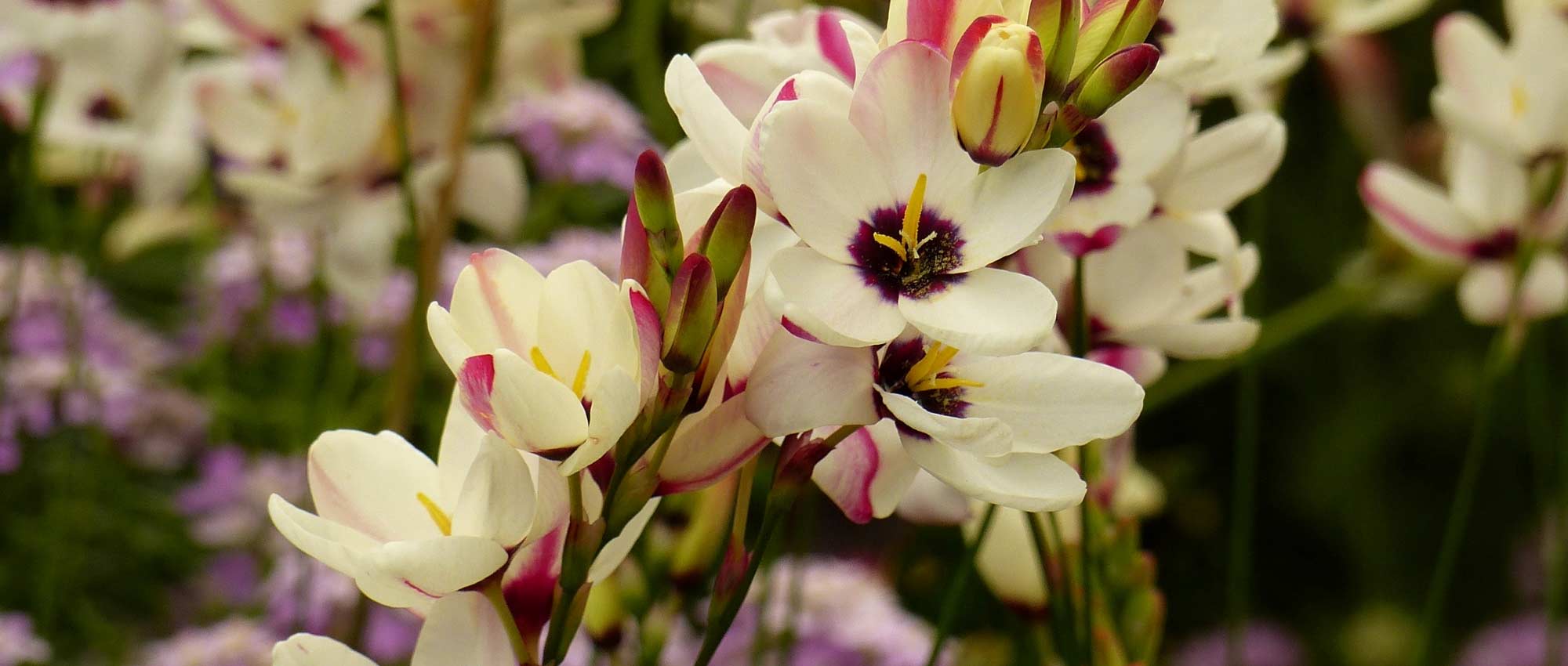 Ixia: planten, kweken en onderhoud