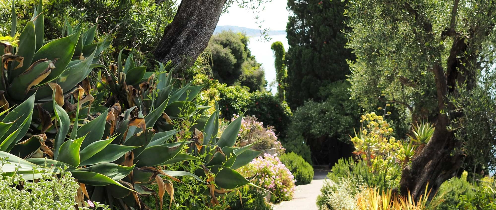 Mediterrane tuin aanleggen: 10 karakteristieke planten