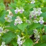 Melittis melissophyllum, bijenblad: planten en verzorgen
