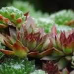 Sempervivum, huislook: planten, telen en verzorgen