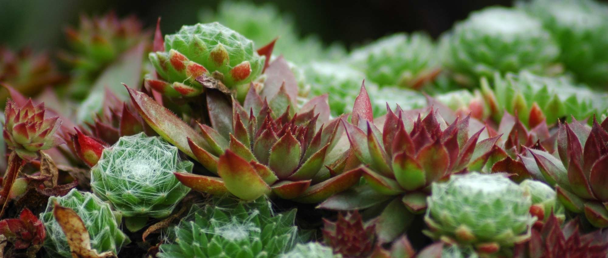 Sempervivum, huislook: planten, telen en verzorgen
