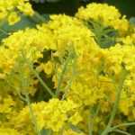 Alyssum en rotsschildzaad: zaaien, planten en verzorgen