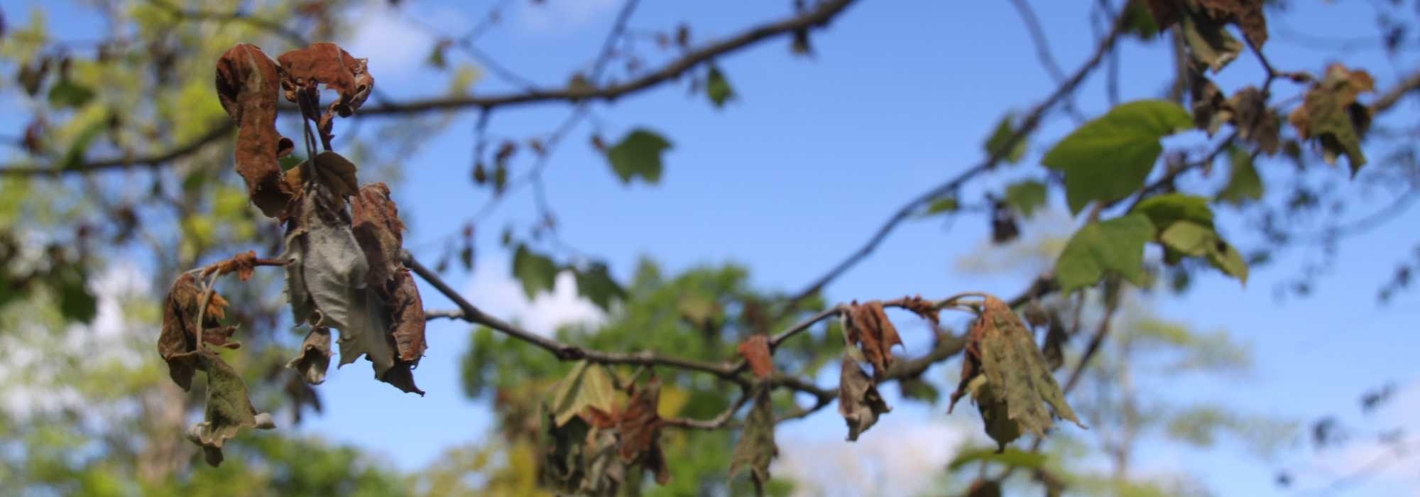 Anthracnose