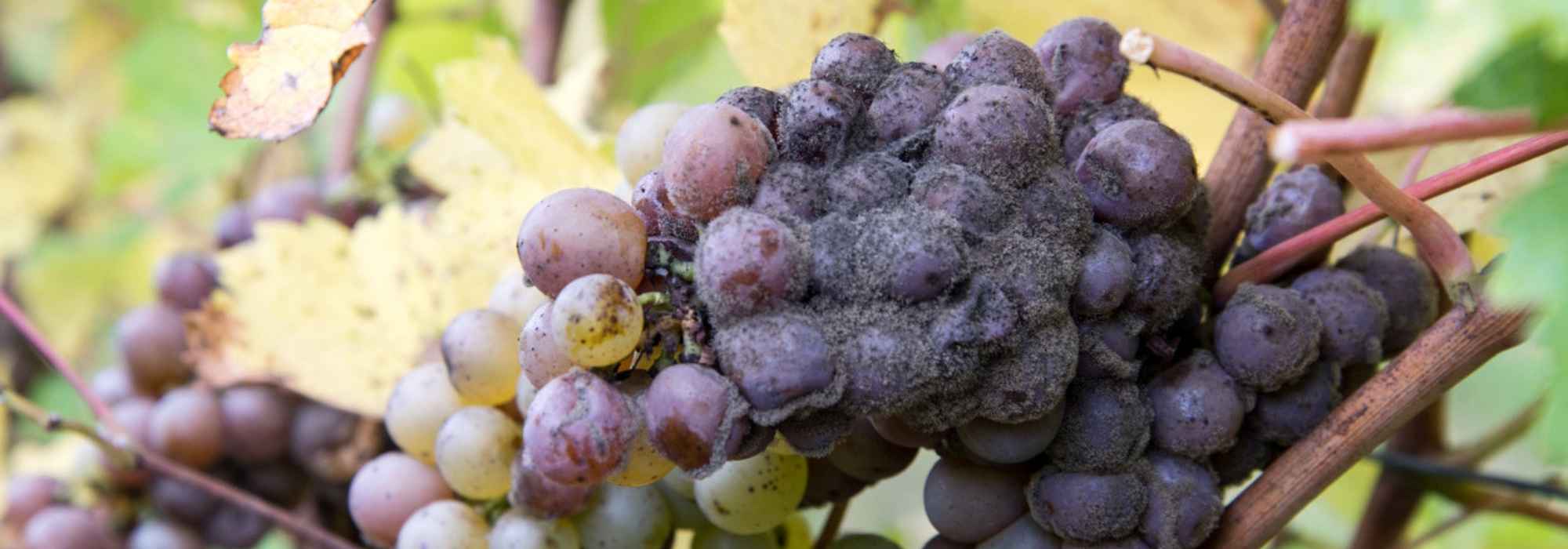 Botrytis of grauwe schimmel