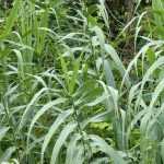 Reuzenriet, Arundo donax: planten, kweken en onderhoud