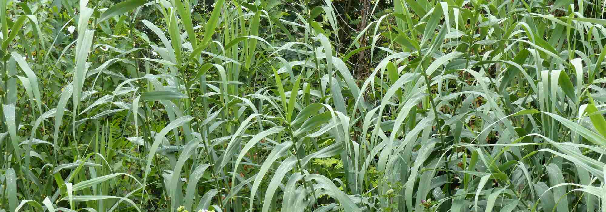 Reuzenriet, Arundo donax: planten, kweken en onderhoud