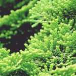 Chamaecyparis, schijncipres: planten, snoeien en onderhouden