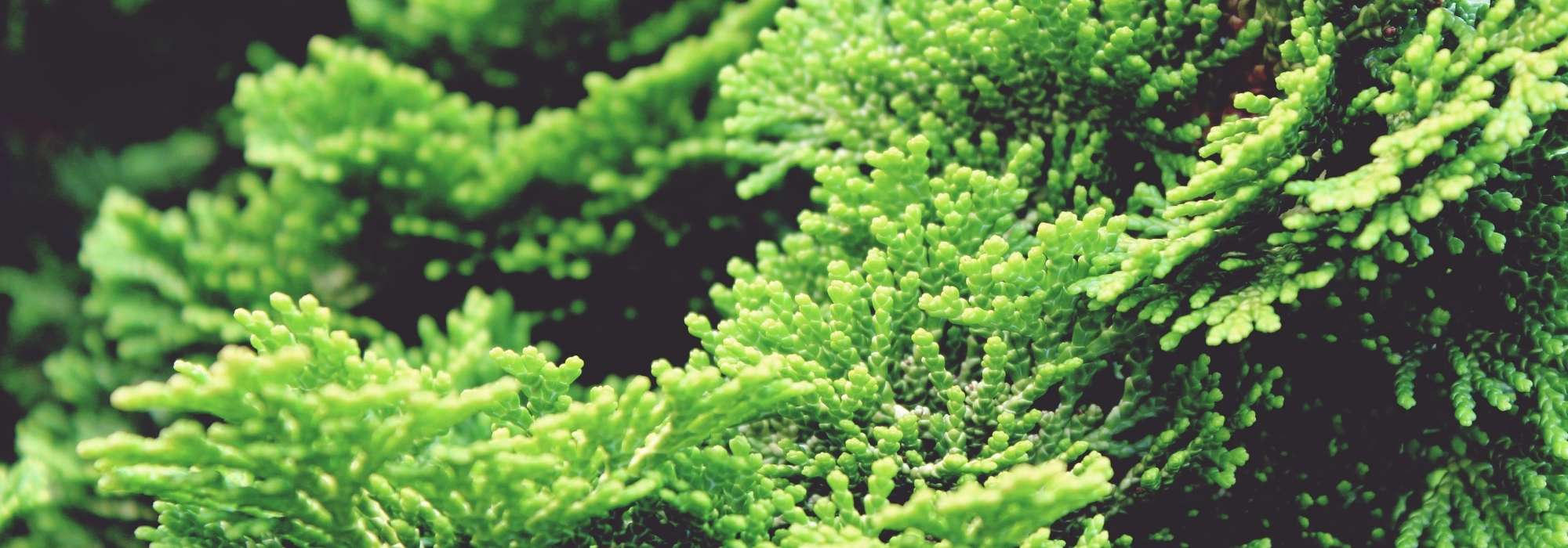 Chamaecyparis, schijncipres: planten, snoeien en onderhouden