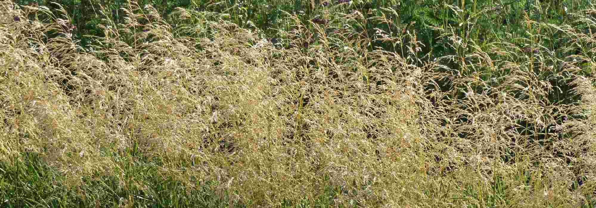 Deschampsia, ruwe smele: planten, onderhoud en combineren