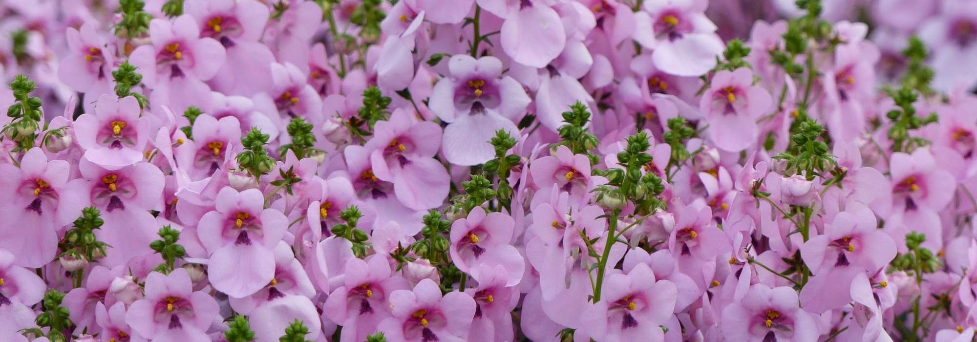 Diascia: zaaien, planten, telen