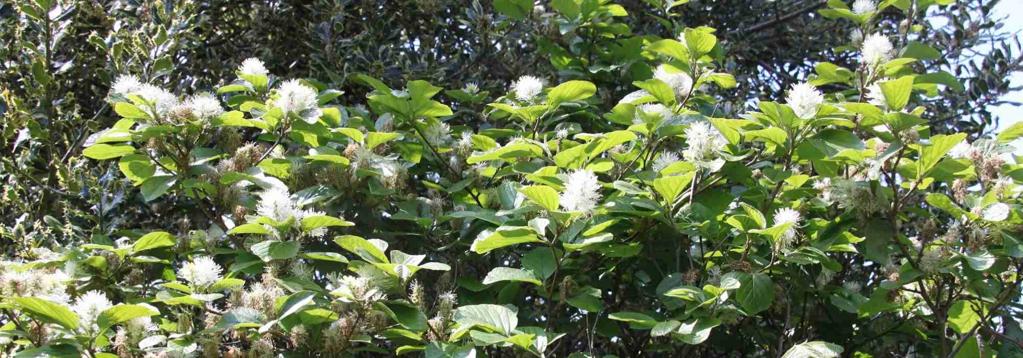 Fothergilla: planten, snoeien en onderhouden