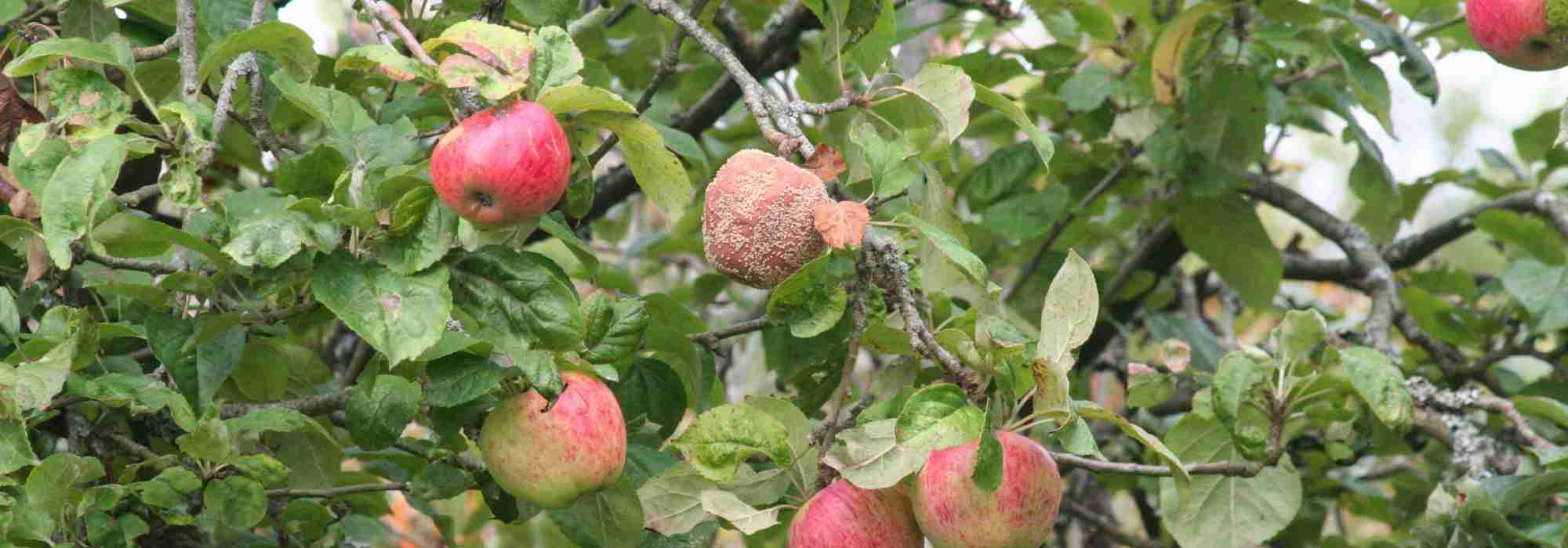 Moniliose bij fruitbomen