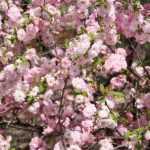 Amandelboompje, amandelboompje: planten, snoei, onderhoud