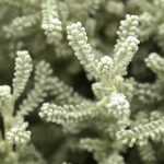 Heiligenbloem: planten, onderhouden en snoeien
