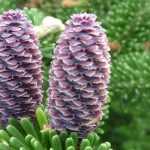 Spar (Abies): planten, snoeien en verzorgen