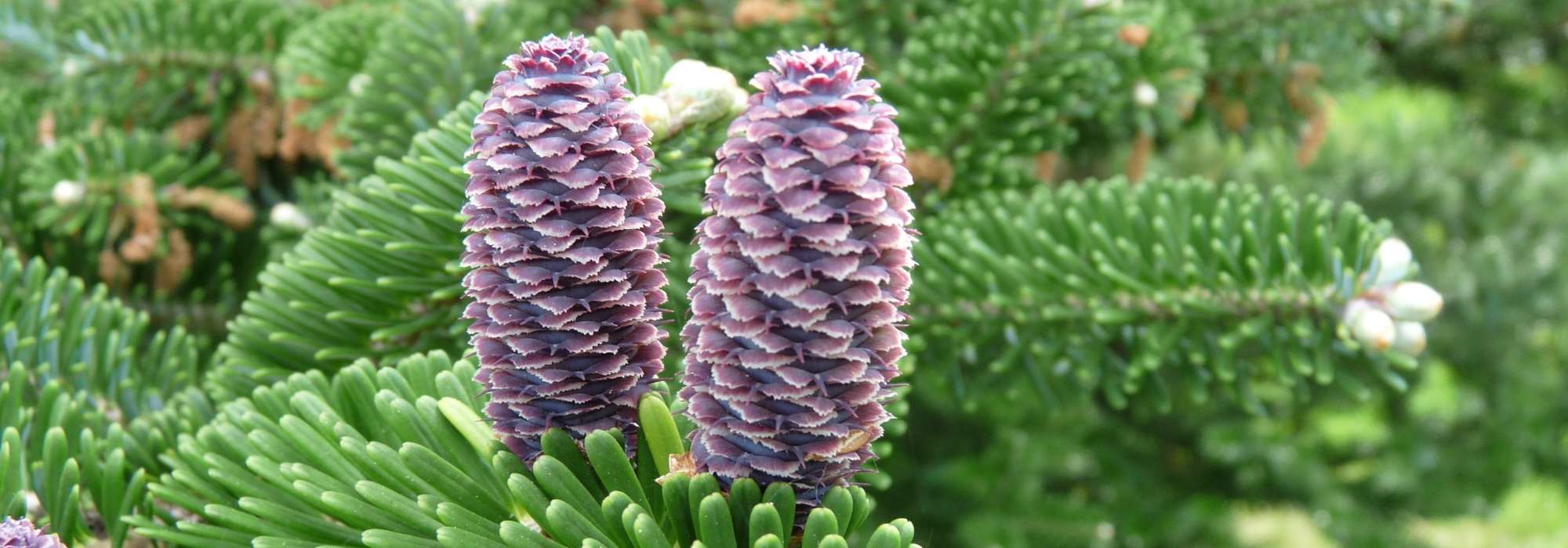 Spar (Abies): planten, snoeien en verzorgen