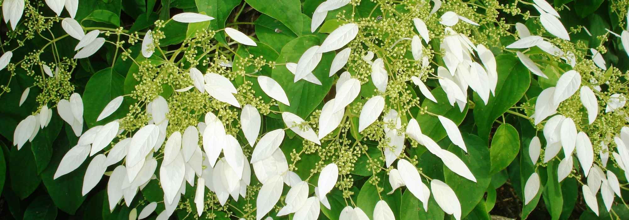 Schizophragma hydrangeoides: planten, kweken en onderhoud