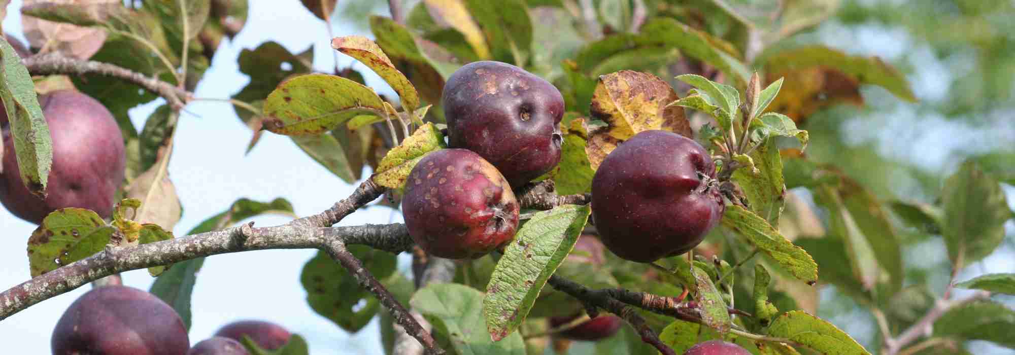 Schurft bij appelbomen en andere fruitbomen