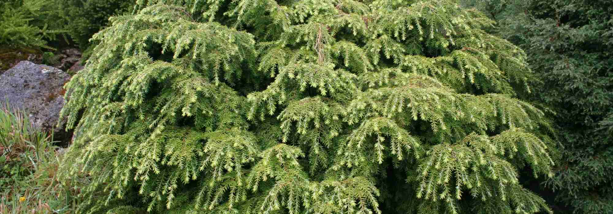 Tsuga, hemlockspar: planten, snoeien en onderhouden