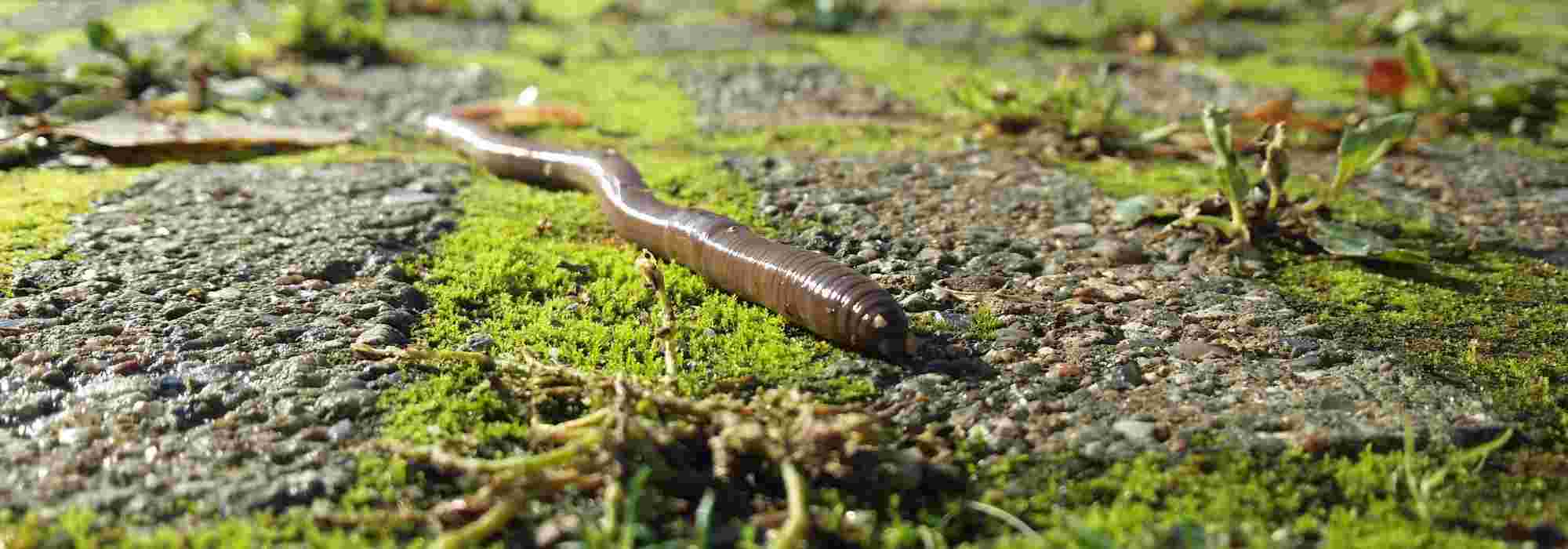 De regenworm: een onmisbare bondgenoot in de tuin