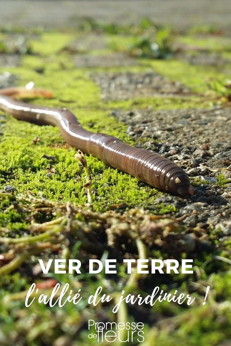 regenworm