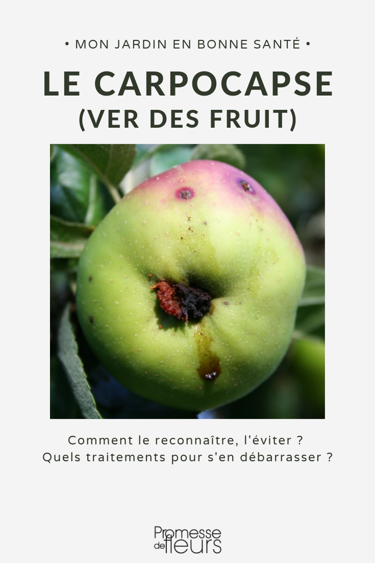 fruitmot, wormen in fruit