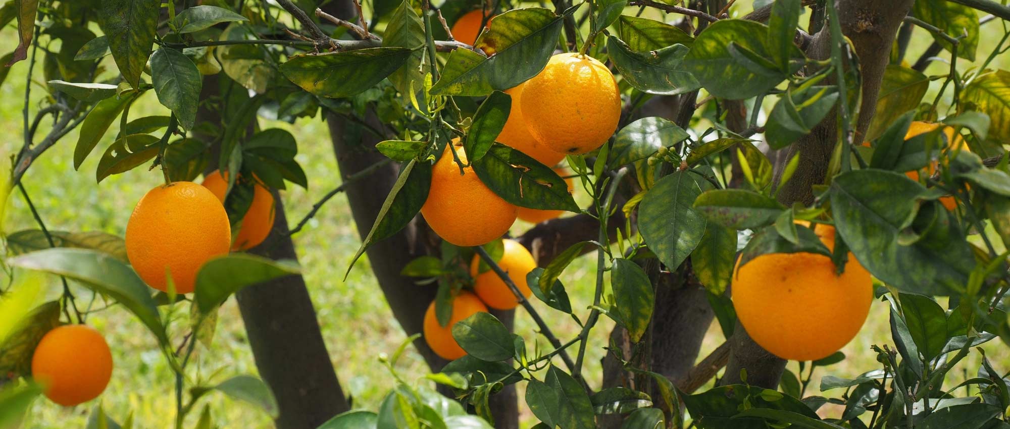 Citrusplanten: 15 vragen en antwoorden over de teelt