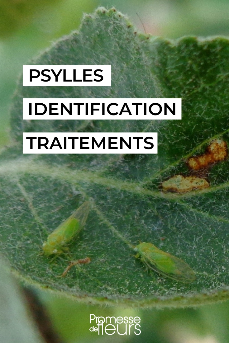 Psyllenschade en bestrijding
